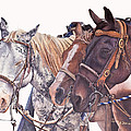 Bridle Gossip