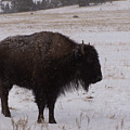 Buffalo
