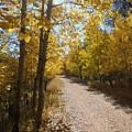 Autumn Along the Mickelson
